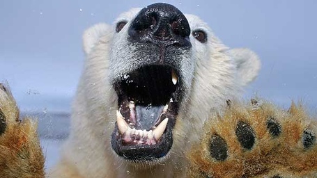 Polar-bear-cu-at-window_medium