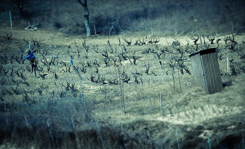 haunted-vineyard.jpg
