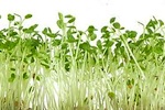 alfalfa-sprouts-150.jpg