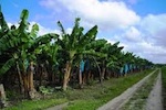 banana-plantation-150.jpg