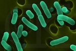 E.coli.jpg