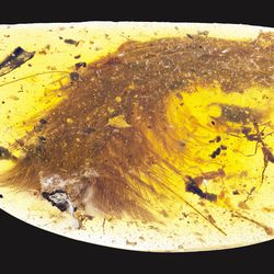The tip of the tail where it breaches the surface of the amber. The feathers point out to either side of the tail, like a frond. An ant was preserved in the amber as well.