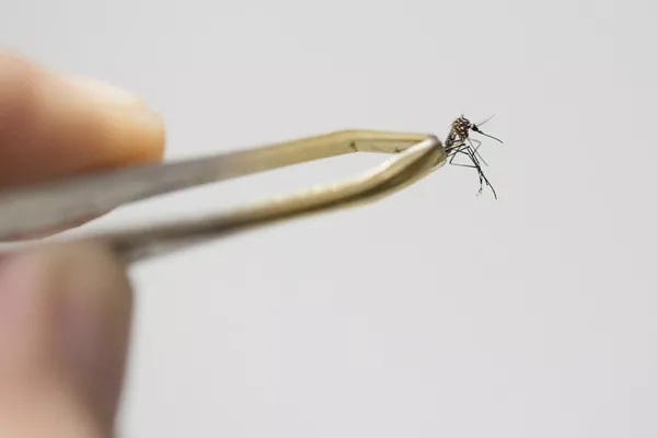 Aedes aegypti mosquito, the species that transmits the Zika virus.