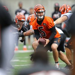 Cincinnati Bengals quarterback AJ McCarron (5) runs drills during minicamp at Paul Brown Stadium.
