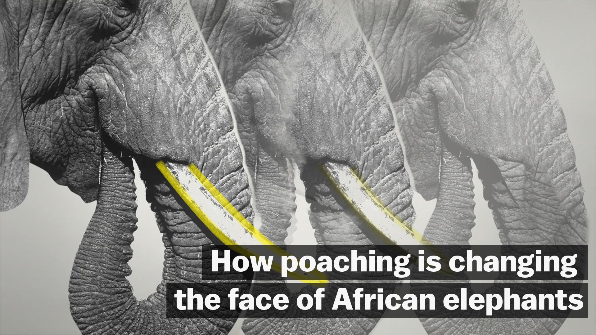 why did elephants evolve