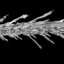 A reconstruction from an x-ray micro-CT scan of the soft tissue and feather bases. 