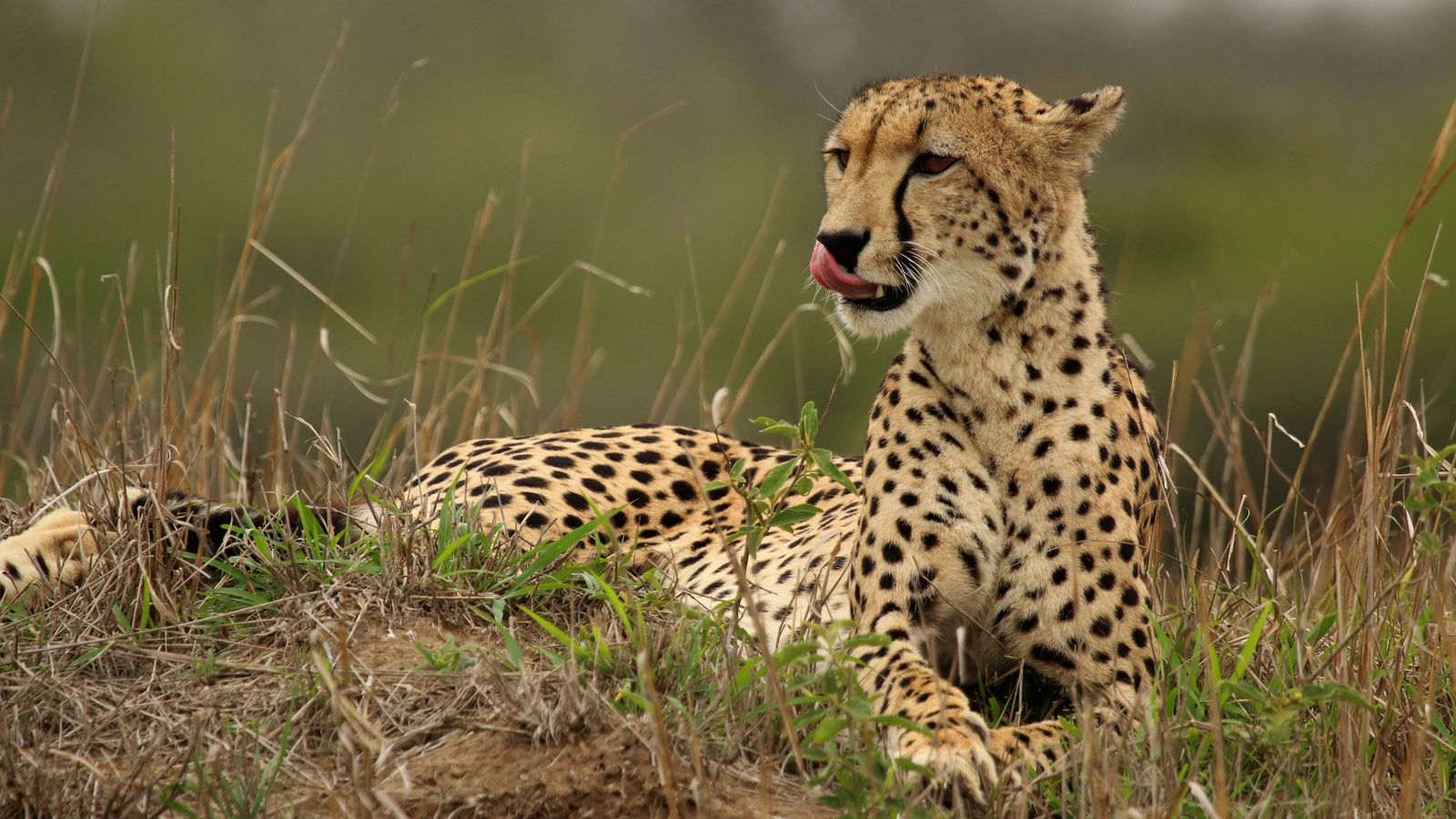 Scientists are in a heated Twitter debate about the 'most beautiful spotted animal'