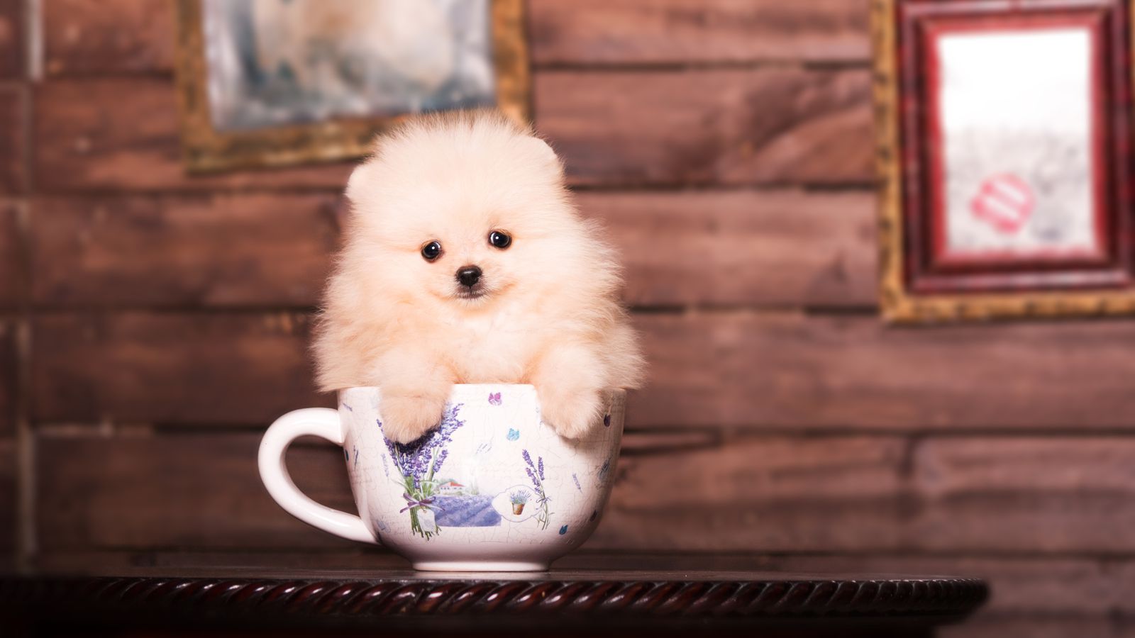 SF Might Get Its Very Own Puppy Café Eater SF
