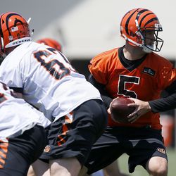 Bengals quarterback AJ McCarron (5) drops back behind the line during the Week 2 of OTAs.