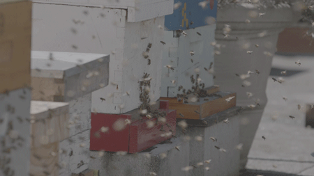 Bees flying around the apiary