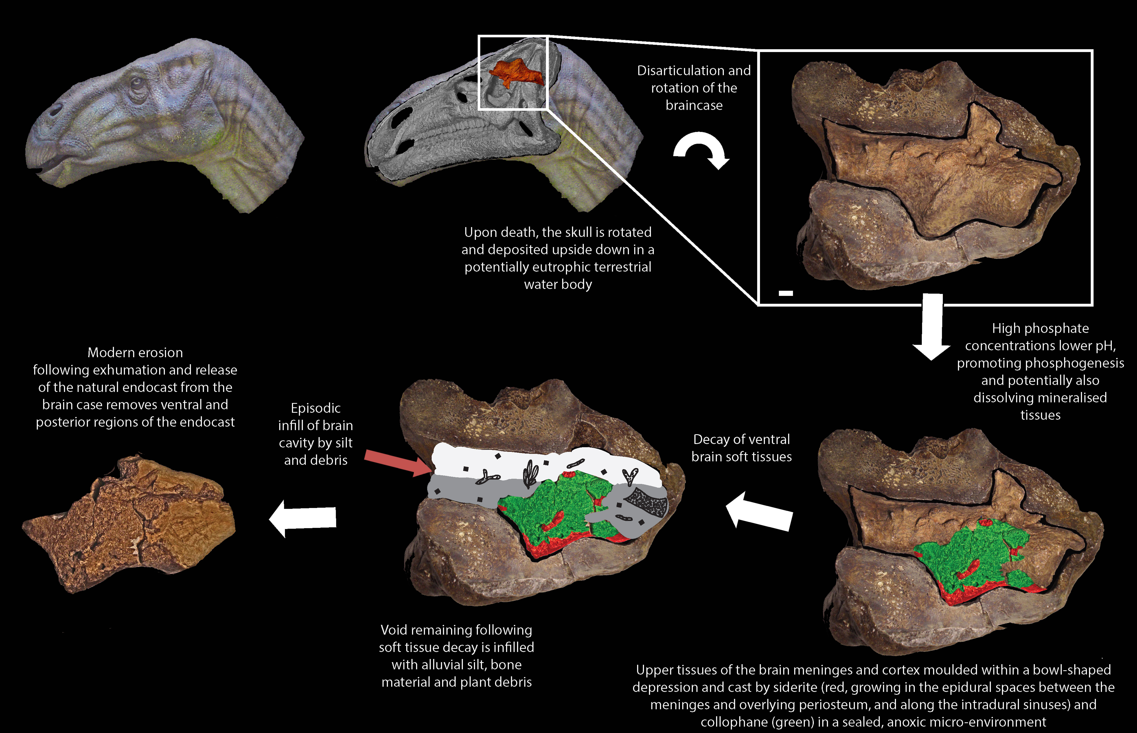 Image result for dinosaur brain fossil